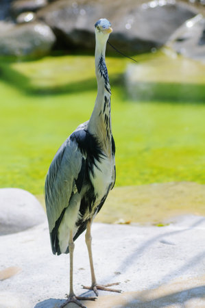 Gray Heron, Ardea cinerea, standing on the groundの写真素材