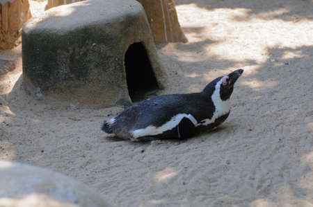 African penguin (Spheniscus demersus) also known as the jackass penguin.の写真素材