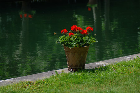 Red geraniums in a pot on the background of a pondの写真素材
