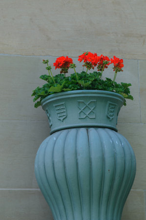 Flowerpot with geraniums on the background of the wallの写真素材