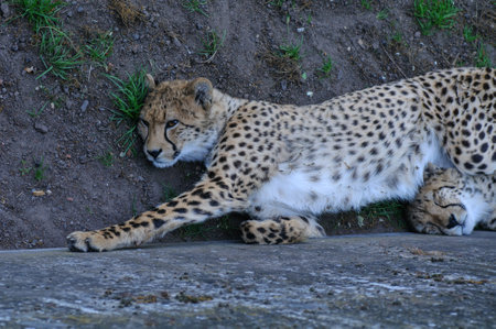 Cheetah (Acinonyx jubatus) lying downの写真素材