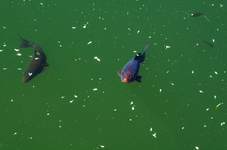 Fish in the water of a lake, close-up of photoの写真素材