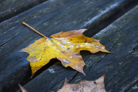 Maple leaf on a wooden bench in autumn. Selective focus.の写真素材