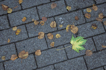 Fallen leaves on the pavement. Fallen leaves on the pavement.の写真素材
