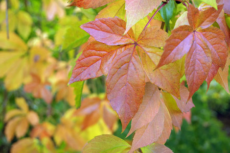 Colorful autumn leaves of wild grapes (Parthenocissus quinquefolia)