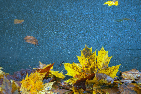 Autumn maple leaves on the asphalt road. Selective focus.