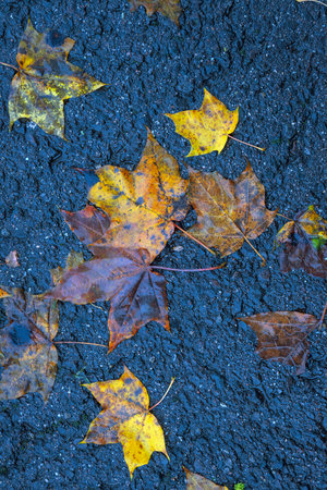 Autumn maple leaves on asphalt road background. Selective focus.の写真素材