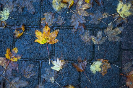 Fallen autumn leaves on the pavement. Autumn background. Selective focus.の写真素材