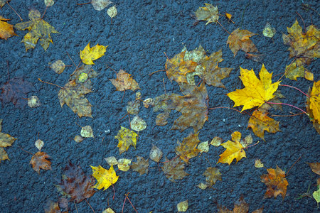 Colorful autumn leaves on asphalt background. Top view. Copy spaceの写真素材