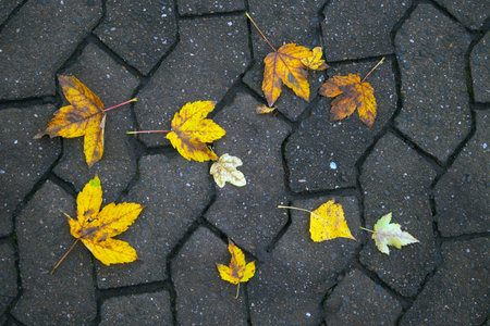 Autumn leaves on the ground in the park, closeup of photoの写真素材
