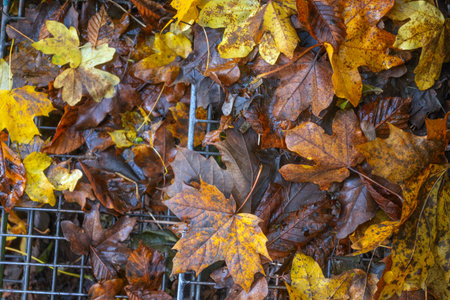 Fallen leaves on the ground in the forest. autumn background.の写真素材
