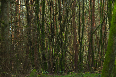 Trees in the forest in the spring, closeup of photo