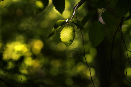 green leaves background in sunny day with bokeh and copy space