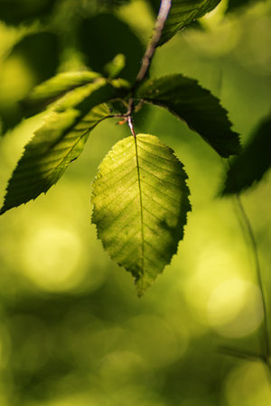 green leaves background in sunny day with bokeh and sun rays