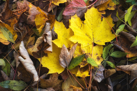 Colorful autumn leaves on the ground in the forest, top view