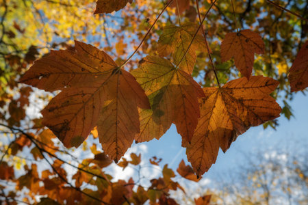 Autumn leaves on blue sky background. Orange, yellow and red colors.の写真素材