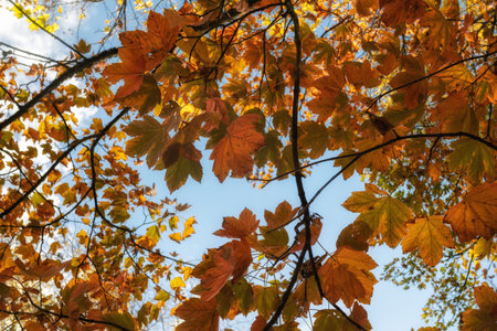Autumn maple leaves on the background of the blue sky in the park