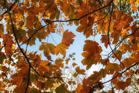 Autumn leaves on a tree in the forest against the blue sky