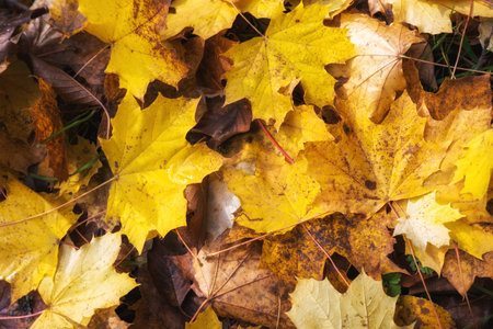 Yellow maple leaves on the ground. Autumn background. Selective focus.の写真素材