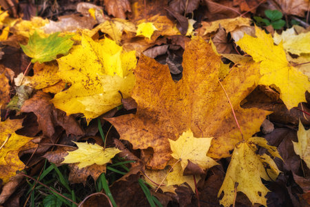 Fallen maple leaves on the ground in the park. Autumn background