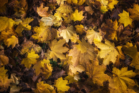 Fallen maple leaves on the ground in the park. Autumn background