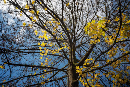 Yellow leaves on the branches of a tree against the blue sky.の写真素材