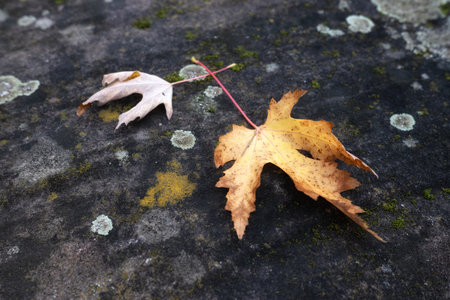 Autumn leaves on the stone, close-up. Autumn backgroundの写真素材