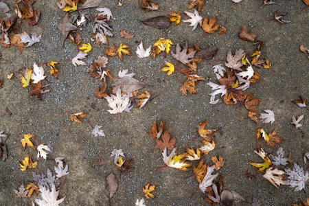 Fallen leaves on the ground. Autumn background. Selective focus.の写真素材
