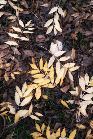 Autumn leaves on the ground in the park. Selective focus.