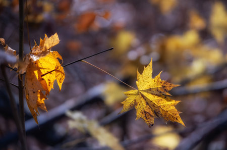 Yellow maple leaves in the autumn forest. Selective focus and shallow depth of field.の写真素材
