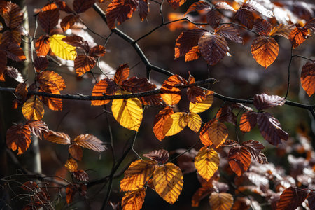 Close up of colorful autumn leaves on a tree in the forest.