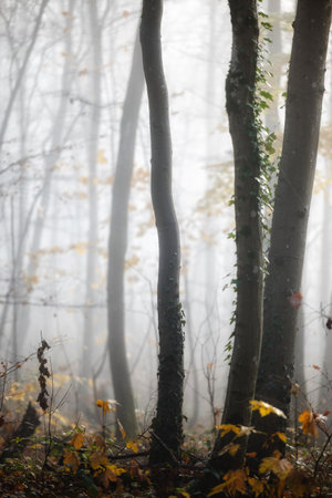 Foggy morning in the deciduous forest. Foggy autumn landscape. -の写真素材
