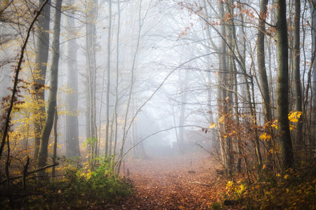 Autumn forest with fog and sunbeams. Beautiful nature sceneryの写真素材