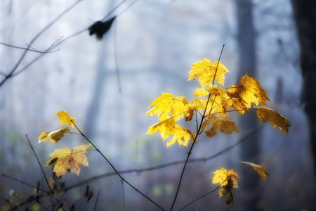 Autumn leaves on a tree branch in a foggy forest.の写真素材