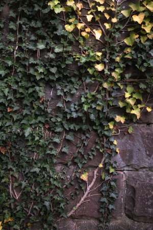 Green ivy on a stone wall. Nature background. Texture.の写真素材
