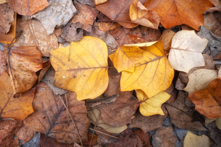 Autumn leaves on the ground. Fallen leaves on the ground.