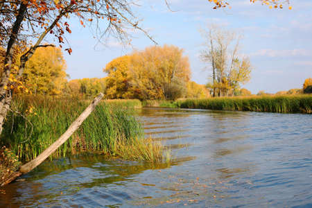 Forest in autumn in Russiaの写真素材