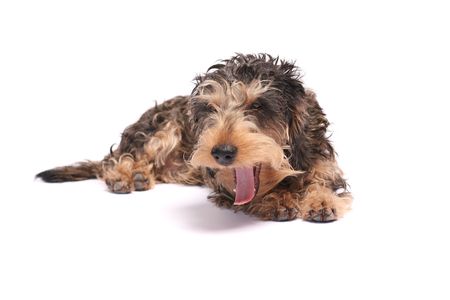 Young  funny coarse haired Dachshund  a white backgroundの写真素材
