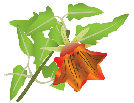 blooming orange flower and leaves, isolated on white background.のイラスト素材