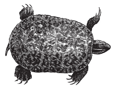 Red-bellied turtle (ptychemys rugosa), vintage engraved illustration. Red-Bellied turtle isolated on white background. Trousset encyclopedia (1886 - 1891).のイラスト素材