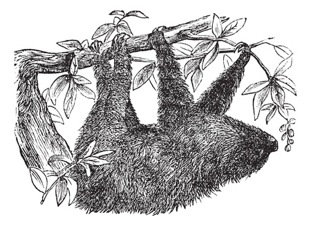 Two-toed Sloth or Choloepus didactylus, vintage engraved illustration. Trousset encyclopedia (1886 - 1891).のイラスト素材