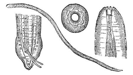Spiruroid Worm or Spirocerca lupi, showing (B) head, (C) tail, and (D) mouth, vintage engraved illustration. Trousset encyclopedia (1886 - 1891).のイラスト素材