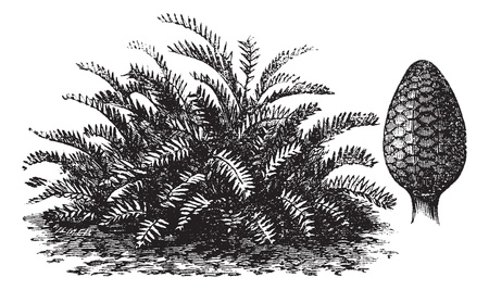 Zamia integrifolia or Coontie or Florida arrowroot or Wild sago, vintage engraving  Old engraved illustration of Zamia integrifolia and its fruit のイラスト素材