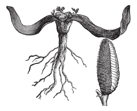Welwitschia or Welwitschia mirabilis, vintage engraving  Old engraved illustration of Welwitschia isolated on a white background のイラスト素材