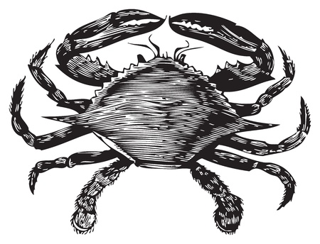 Old engraving from Trousset Encyclopedia of a blue crab, black and white, vectorized using live trace.のイラスト素材