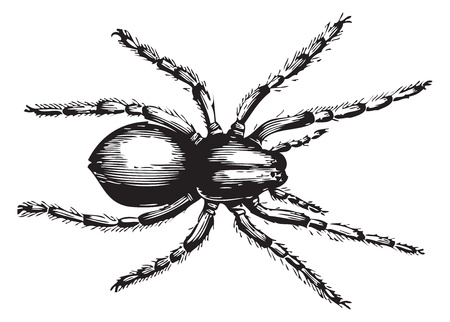 Geolycosa fatifera (the more recent name for lycosa fatifera) is an arachnid in the family Lycosidae, or wolf spiders. Vector illustration of an old engraving from Trousset 1886 - 1891 encyclopediaのイラスト素材