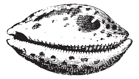 Porcelain, vintage engraved illustration. Dictionary of words and things - Larive and Fleury - 1895.のイラスト素材