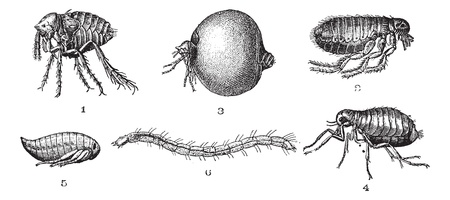 Chips  1. Penetrating or non-classy chip set. 2. Common chip. 3. Penetrating or classy chip set. 4. Cat flea. 5. Chip (nymph). 6. Cat flea (larvae), vintage engraved illustration. Dictionary of words and things - Larive and Fleury - 1895.のイラスト素材