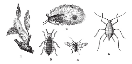 Aphids or plant lice or greenflies or blackflies or whiteflies, 1. Woolly adelgid. 2. Woolly adelgid. 3. Root aphid. 4. Rose aphid (male). 5. Rose aphid (female), vintage engraved illustration. Dictionary of words and things - Larive and Fleury - 1895.のイラスト素材
