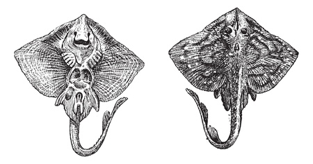 Old engraved illustration of thornback ray or raja clavata or thornback skate isolated on a white...